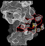 Open conformation in active FRFR1 kinase.jpg