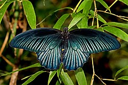 Open wing Basking posture of Papilio memnon Linnaeus, 1758 - Great Mormon (Male) WLB IMG 2487.jpg