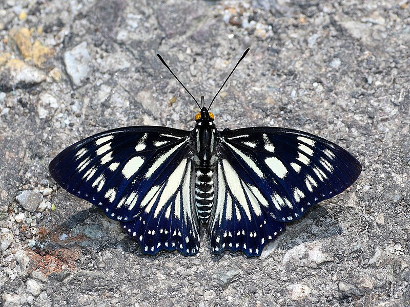 File:Open wing basking position of Euripus nyctelius (Doubleday, 1845) – Courtesan.jpg