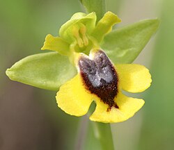 Ophrys lutea