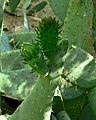 Opuntia engelmannii var. linguiformis