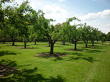 The college orchard Orchard of Homerton College, Cambridge, 2012.jpg