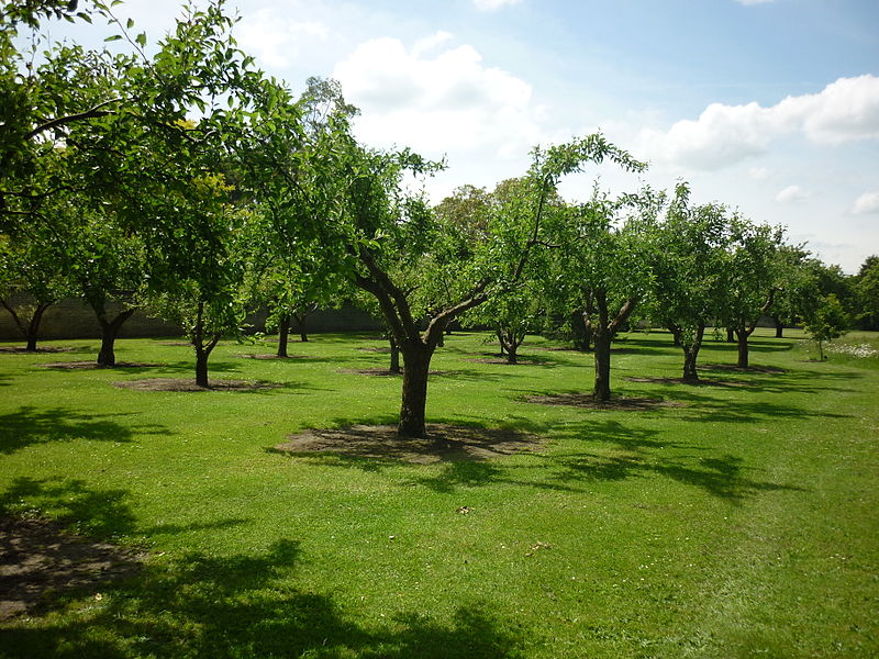 File:Orchard of Homerton College, Cambridge, 2012.jpg