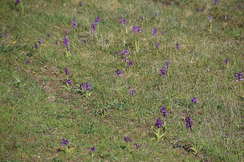 File:Orchis mascula 32.jpg