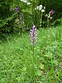 Orchis militaris Germany - Forchheim (bei Karlsruhe)