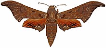 Orecta venedictoffae-Holotyp (Ecuador, Pichincha, Santo Domingo de los Coloroados, 'Tinalandia') (BMNH, A. Martin) männliche Oberseite.jpg