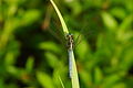 * Nomination Orthetrum luzonicum --Vengolis 03:04, 5 September 2015 (UTC) * Promotion Good quality. --Johann Jaritz 05:35, 5 September 2015 (UTC)