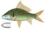 Miniatura para Osteochilus