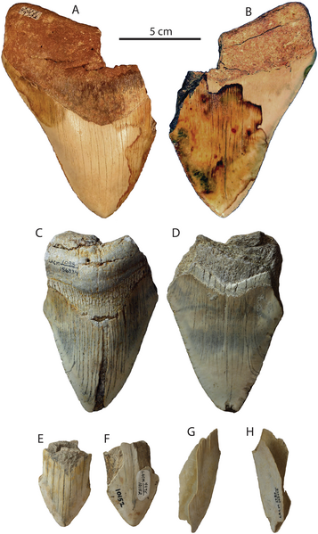 File:Otodus megalodon from San Diego Fm.png