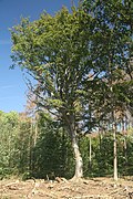 Overview of famous tree Buk u Velkého Javora in Horní Vilémovice, Třebíč District.jpg