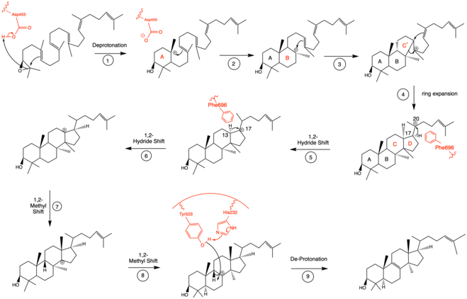 Mechanistic Action of OSC as described above. Relevant amino acids from the active site highlighted in red. Final product lanosterol. Oxidosqualene mechanism of action.png