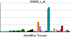 PBB GE ITGB4 204990 s at tn.png