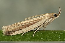 PB unipunctella Hypsotropa KR6138 24/07/2006 17csOH w1553.jpg