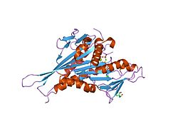 PDB 1i6i EBI.jpg 