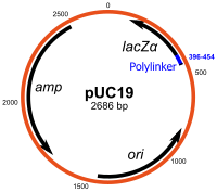 Vector map of pUC19 PUC19.svg