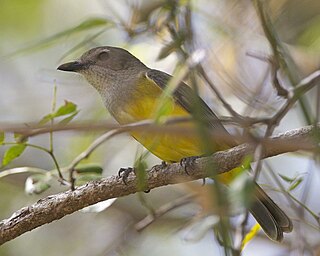 <span class="mw-page-title-main">Mangrove golden whistler</span> Species of bird