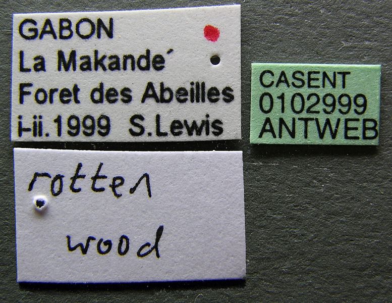 File:Pachycondyla sjostedti casent0102999 label 1.jpg