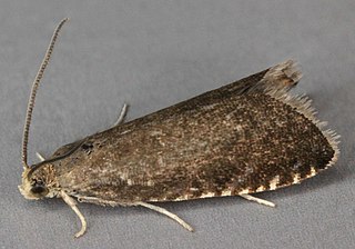 <i>Pammene germmana</i> Species of moth