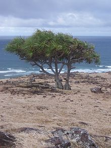 Pandanus hétérocarpus 01.JPG