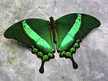 Papilio palinurus.magicoflife butterfly house.jpg