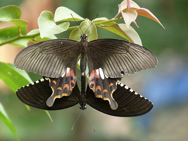 Спаривающиеся бабочки Papilio polytes из семейства парусников