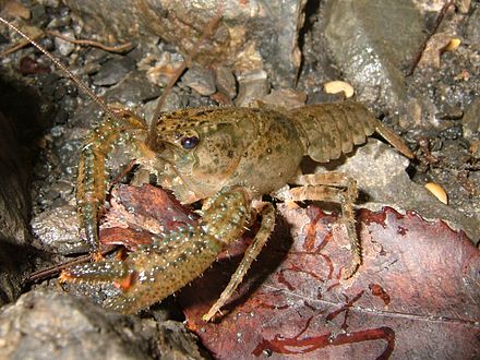 Who else put in CRAWFISH first?