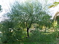 Parkinsonia aculeata.JPG