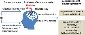 Thumbnail for Brain health and pollution
