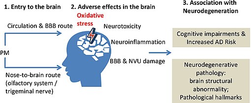 Particulate exposure and increased risk of neurodegeneration Particulates exposure and increased risk of neurodegeneration.jpg