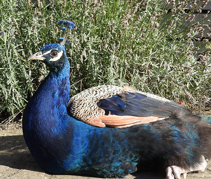 File:Peacock (27688134640).jpg