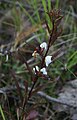 Pedicularis racemosa