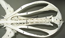 Pelvis ostrich ventralview.jpg