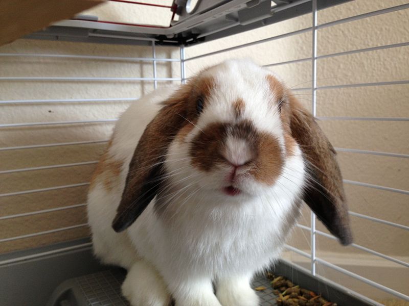 File:Pet Bunny 2 2013-07-27.jpg