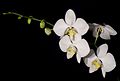 Phalaenopsis amabilis var. aurea