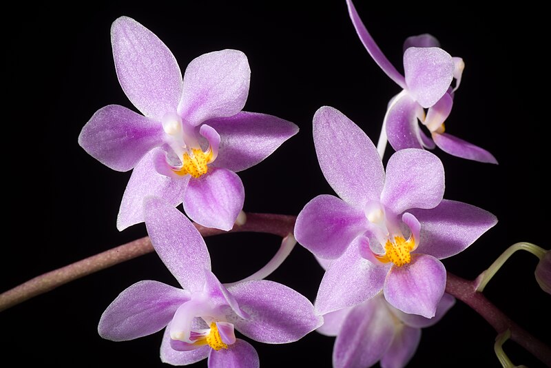 File:Phalaenopsis equestris var. rosea (Yellow Callus) Valmayor & D.Tiu, Philipp. Orchid Rev. A-V(3) 18 (1983) (46124132785).jpg