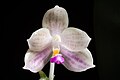 Phalaenopsis javanica