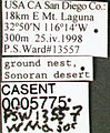 Pheidole yaqui casent0005775 label 1. jpg