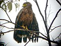 Philippine serpent eagle