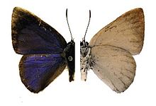 Philiris apicalis.jpg