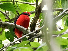 Fluweelcotinga