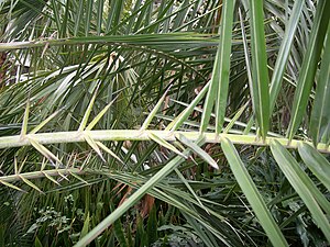 Hojas características de palmera datilera metamorfoseadas en espinas