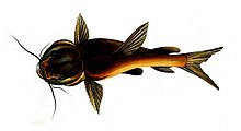 Phractocephalus gogra Sykes.jpg