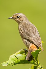 Female