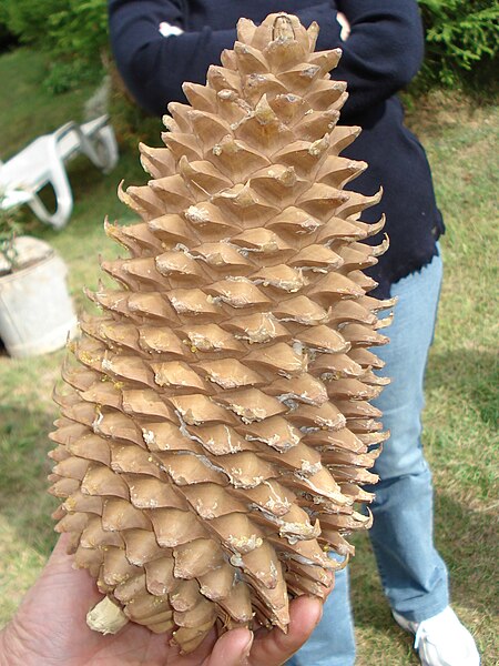 File:Pin de Coulteri-cone.JPG