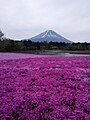 Pink phloxes - Mount Fuji in the background (122959551).jpg