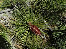 cone and foliage