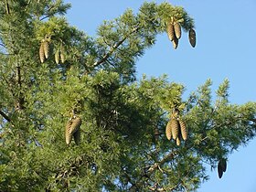 The sugar pine has long straight branches, weighed down at the tips by the cones.