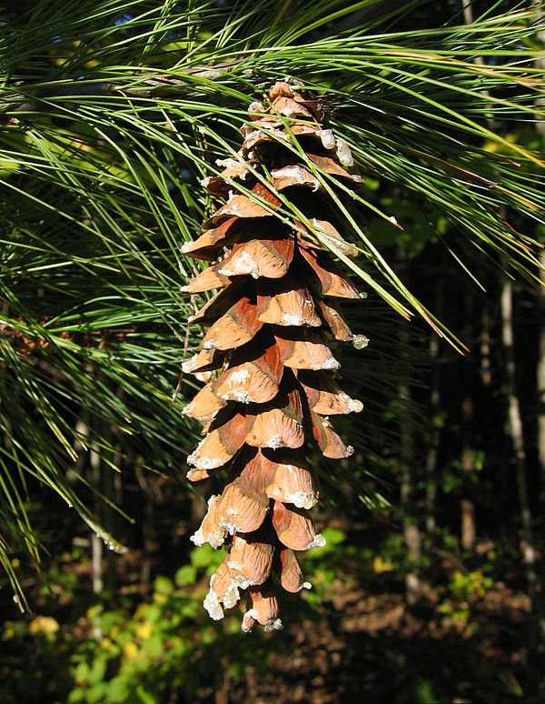 A mature seed cone that has opened and released its seeds