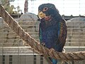 pionus chalcopterus