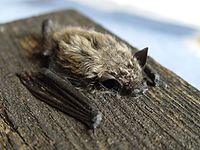 Pipistrellus kuhlii.jpg